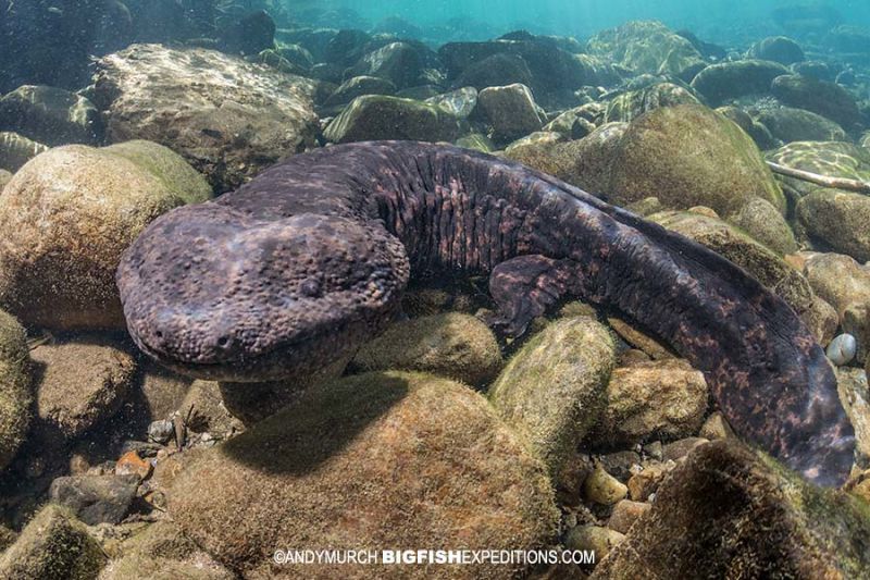 kỳ nhông khổng lồ